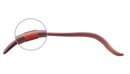 An adult worm with the saddle (reproductive ring) highlighted